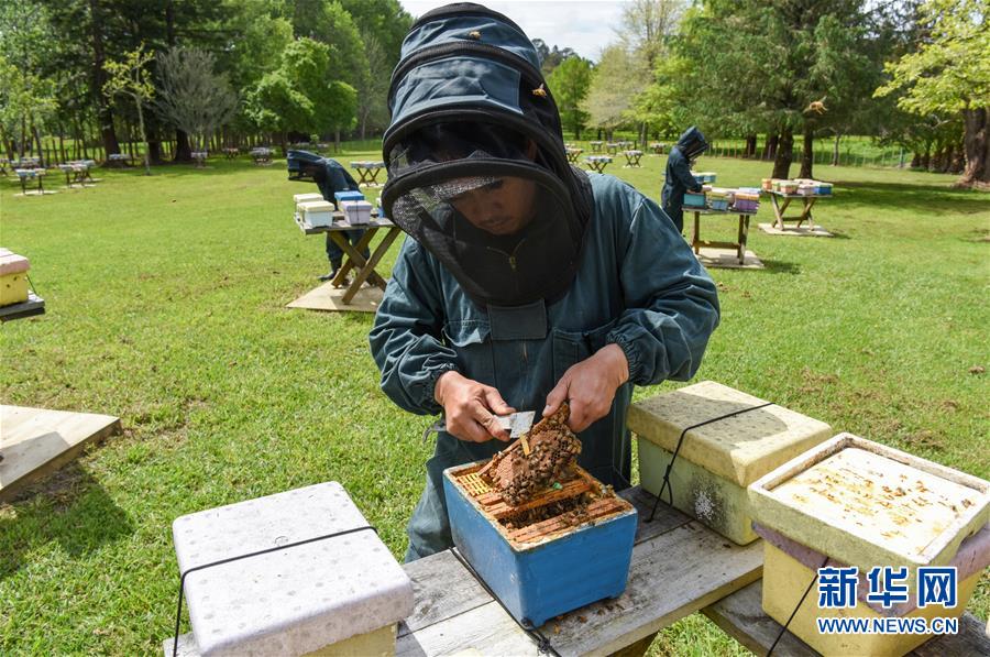 （第三屆進博會&middot;圖文互動）（7）通訊：新西蘭的進博會味道，甜