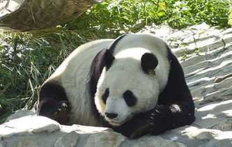 陽(yáng)光下的&ldquo;滾滾&rdquo;搞怪賣(mài)萌惹人愛(ài)