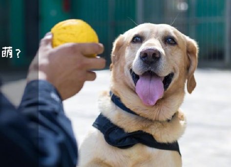 為了&ldquo;破冰&rdquo;，它們英勇無畏！