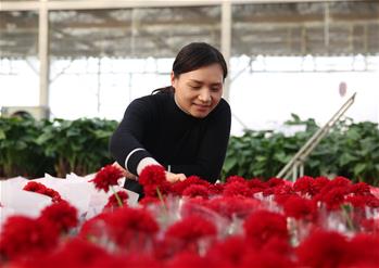 &ldquo;芳香經(jīng)濟(jì)&rdquo;走出致富路