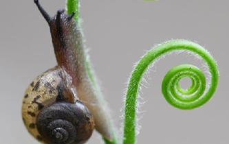 蝸牛&ldquo;蔓&rdquo;步