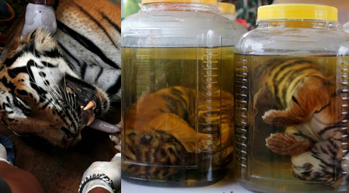 泰國(guó)警方接手&ldquo;虎廟&rdquo;調(diào)查 小虎仔被泡在瓶中